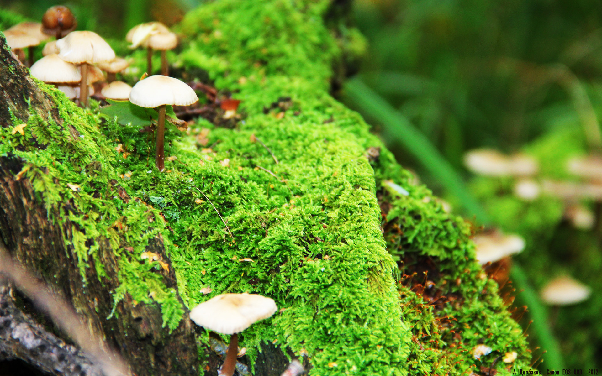 舞台越大越强，切特照亮休斯顿，公牛叹服新星的崛起