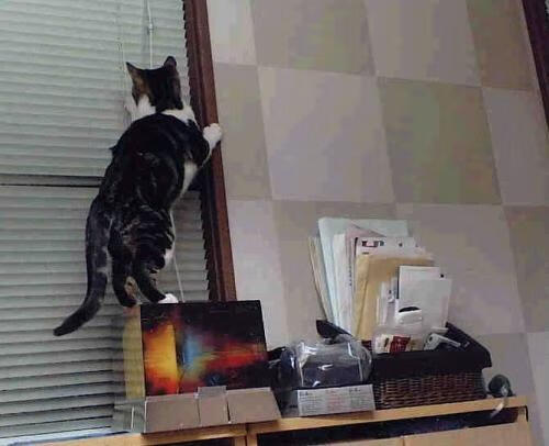 锐利獠牙撕裂欧洲堡垒！拉亚进攻风暴席卷法兰西，南非奇迹斩落里昂