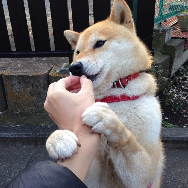 当金色年华遇上蓝黑狂潮,莫德里奇用一粒点球,让整个德甲颤抖