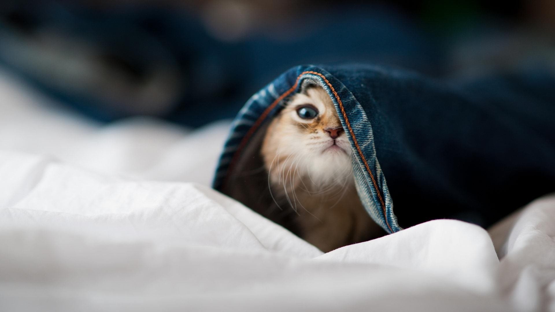 猛虎苏醒,当马克西的利爪撕裂老鹰的防线,尼克斯宣告王者归来