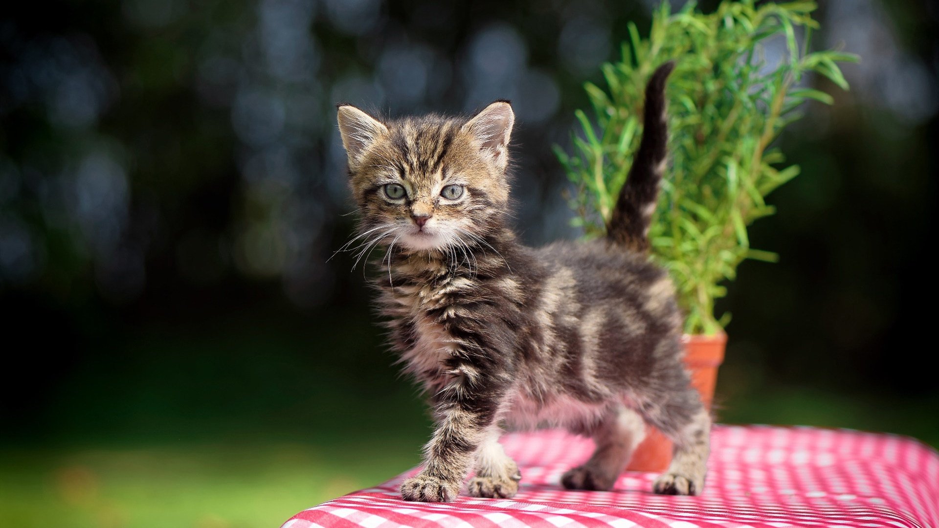 绝命三分撕裂丹佛苍穹，利拉德用利拉德时间为奇才正名