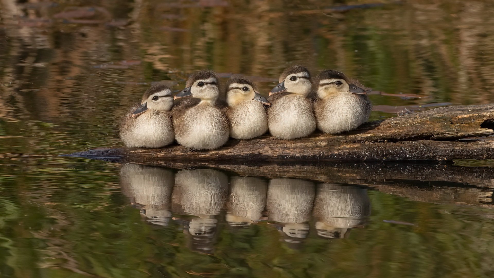 跨越大陆的呼应，威尔士压制葡萄牙之战，劳塔罗在米兰城成为关键先生