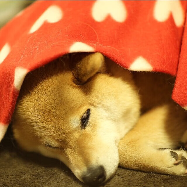 杜兰特43分导演降维打击，掘金练兵狂胜浙江53分背后的篮球鸿沟