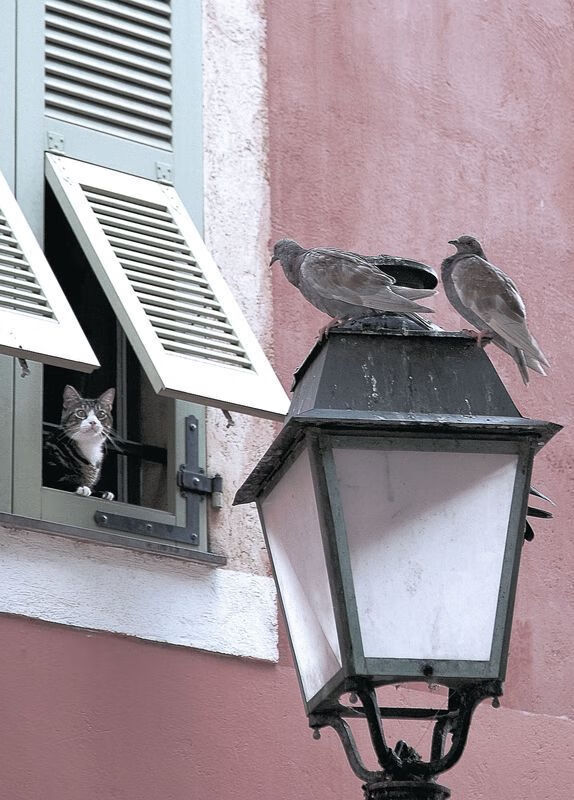 决战两洲，当爱尔兰狂飙击溃土耳其，阿尔瓦雷斯在街道赛道完成终极接管