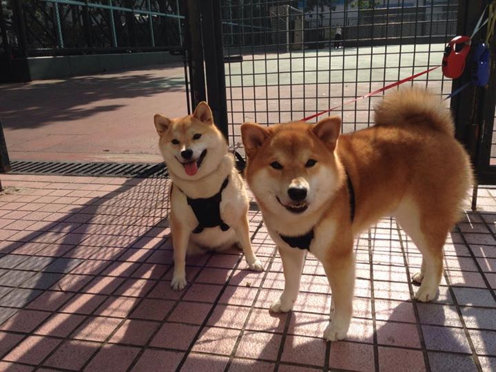 神祇级表现，欧文在世界排名争夺战之夜书写数字奇迹