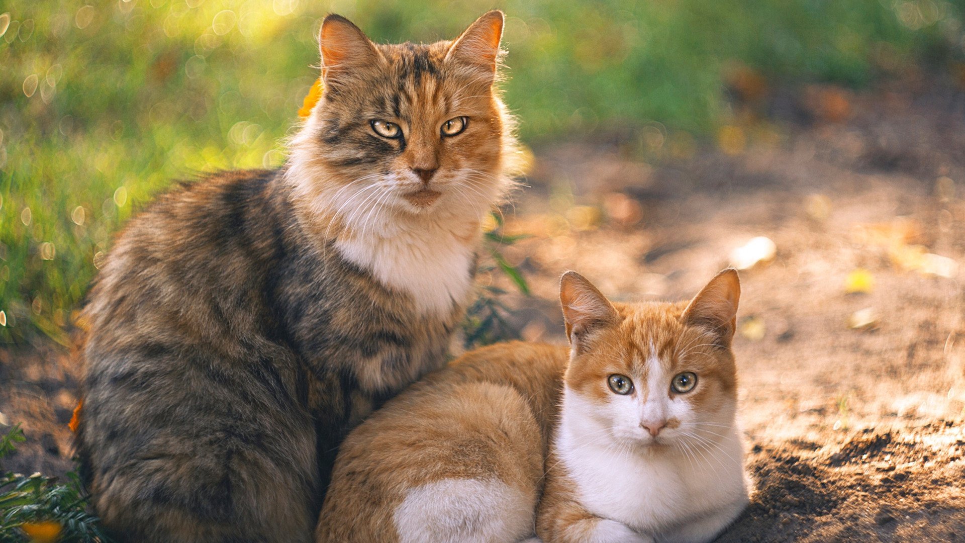 雷火电竞网站-雪境硬汉迈阿密午后狂飙，锡安背负恐龙骨架完成正名之战